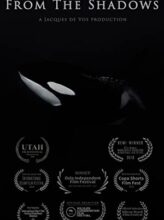 From The Shadows: Orcas At Night