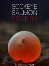 Sockeye Salmon, Red Fish